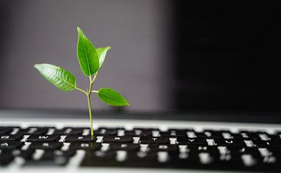 Plant growing on a keyboard